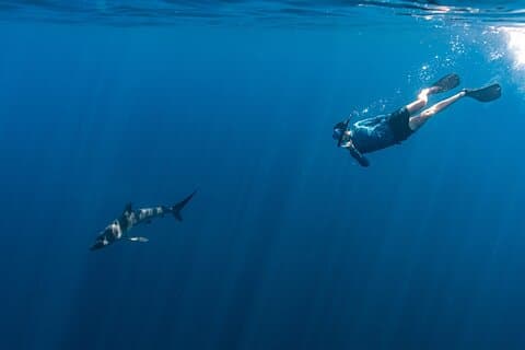 Private Ocean Seafari Swim with Wildlife in SJC