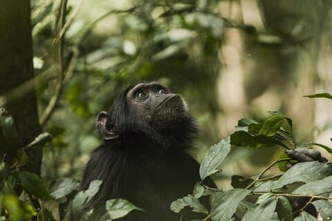 2 giorni di scimpanzé tracking nel Parco Nazionale Nyungwe