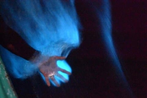 ワトゥルコ発:マニアルテペックの生物発光ナイトツアー