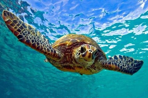 Snorkeling com tartarugas do mar em St. Thomas