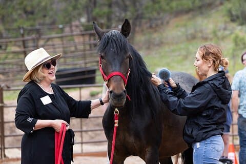 Wilde Mustang Erfahrung in der Nähe von Colorado Springs