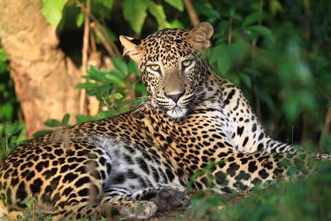 Wilpattu National Park Private Jeep Safari Tour from Pasikudah