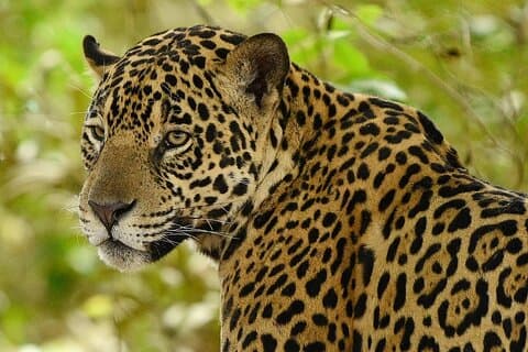 Kathmandu/Pokhara: 3 Day Chitwan Jungle Safari Tour