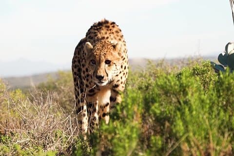 15 Day Luxury Garden Route Tour Wine Marine and Wild Safaris