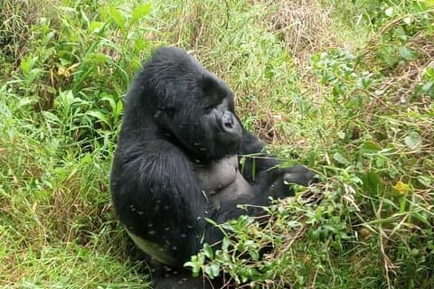 Senderismo de 1 día con gorilas en Uganda en el Parque Nacional Mgahinga