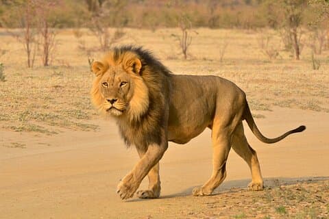 Spännande Hluhluwe-Imfolozi Open Vehicle Wildlife Adventure