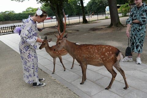 Shore Excursion: Full Day Private Nara Tour from Osaka /Kobe port