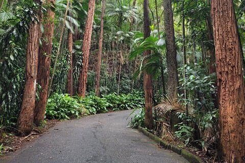 Visite tôt le matin de la statue du Christ et de la forêt tropicale de Rio