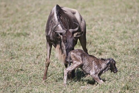 6 dager Ndutu Wildebeest Migration desember-mars