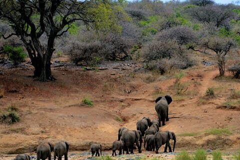 Chobe National Park Day Trip: Game Drives and River Cruise