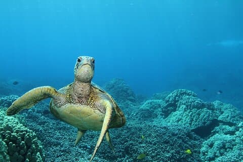 Small-Group Snorkel at Kealakekua Bay in Captain Cook, Big Island