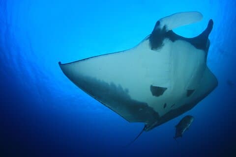 Manta magi: Smågruppe Manta Ray Night Snorkel i Kailua Kona