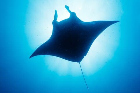 Kona’s bedste Manta Ray Night Snorkel Small Group oplevelse