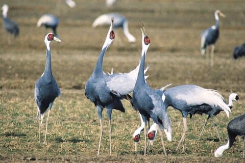 Kagoshima Crane Watching Tour (Nov. - Feb.)