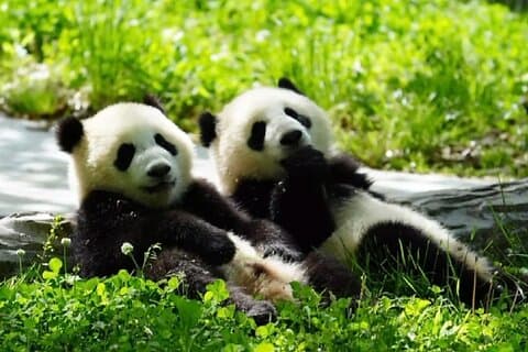 8-Day Luxury Escape: Chengdu Charm & Jiuzhaigou Wonder