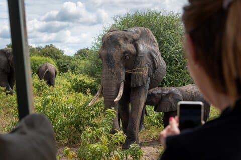Excursion d'une journée à Chobe