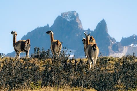 Torres del Paine & grotta Milodon. Tour di un giorno da Puerto Natales