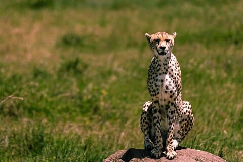 Arusha : safari flexible de migración de 9 días con múltiples parques