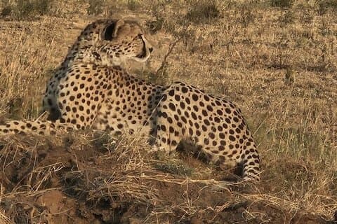 5 Tage Wanderung Safari Abenteuer in Tansania