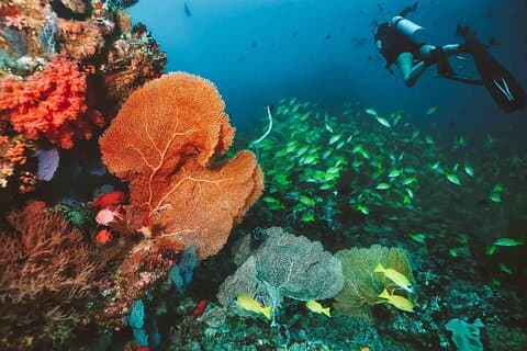 Diving Adventures in Angra dos Reis