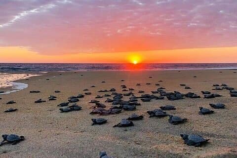 From Huatulco : Turtle release and bioluminescence