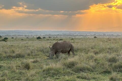 Nairobi Nationalpark Pirschfahrten und Giraffenzentrum