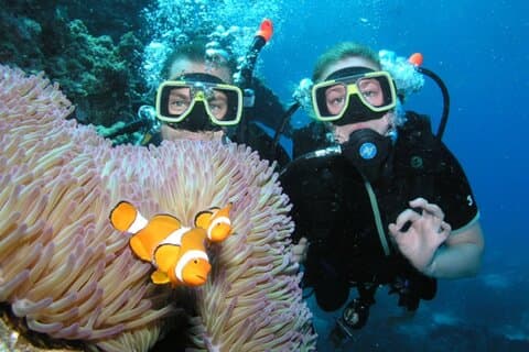 2ダイブ&送迎付きコーラルガーデンダイビング旅行:マルサ・アラム
