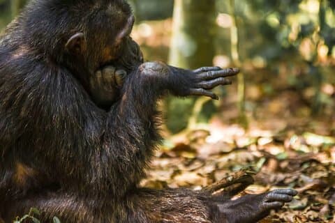 1 - Journée Ngamba Island chimpanzé