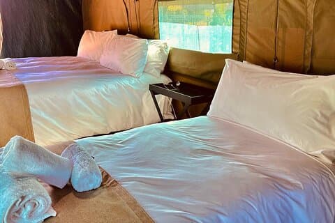 3-dages Pilanesberg Camping Safari fra Johannesburg