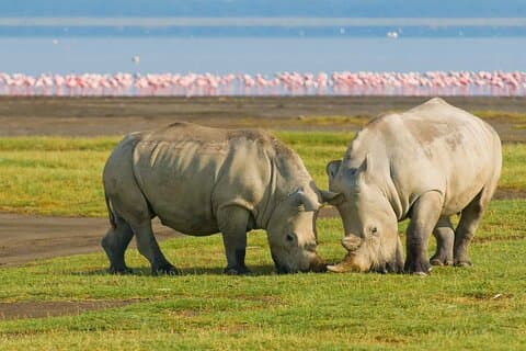 The Great Kenya Escape Safari Splendor and Coastal Bliss