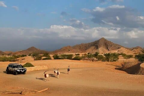 Découvrez les forts et l'oasis d'Al Ain au départ de Dubaï