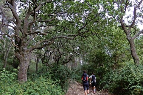 Mercadante Forest : excursion in Alta Murgia National Park