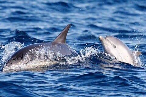 Omans Coastal Magic Dolphin Watching Tour i Muscat