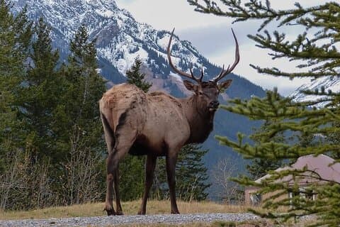 Guided Tour to Banff Highlights & Wildlife With Gondola Admission