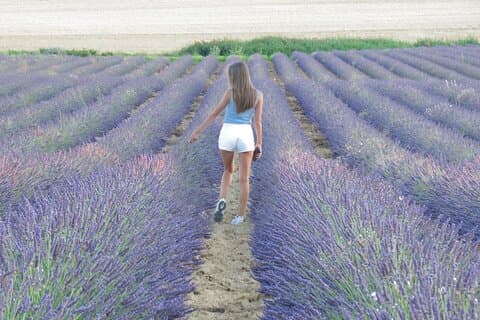 Echte Provence Roadtrip Landschaftliches Wasser Wein und Lavendel Sonnenuntergang