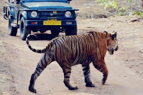 2 Tage Ranthambore Wildlife Private Tour ab Jaipur