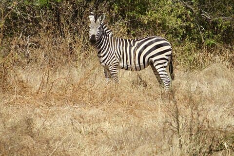 タンザニアサファリの国立公園と野生動物を探索