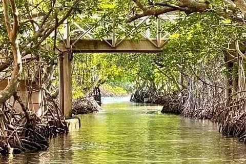 East Side Mangrove Tunnel con Tarpon Turtle Watch Adventure