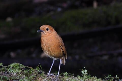 Yanacocha-Vogelbeobachtung von Quito aus
