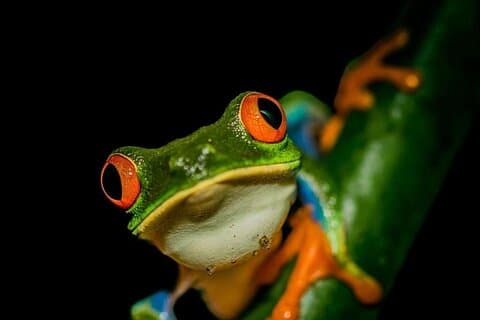 La Fortuna Nachttour 2 uur Privé Regenwoudreservaat