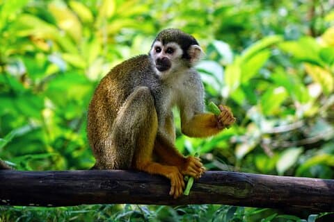 Amazonas jungletur fra Iquitos (3 dage)