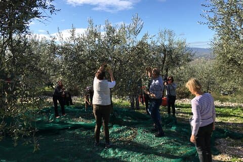 Visite os olivais e o moinho com degustação de azeite em Trevi, Úmbria.