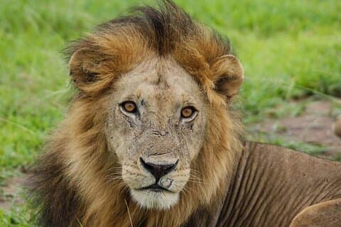 ダルESサラームまたはザンジバル発ミクミ国立公園3日間