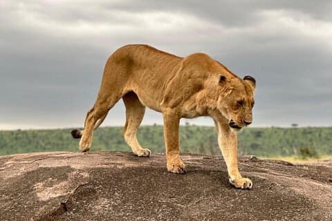 Fuld dag guidet safari i Masai Mara med hotel afhentning