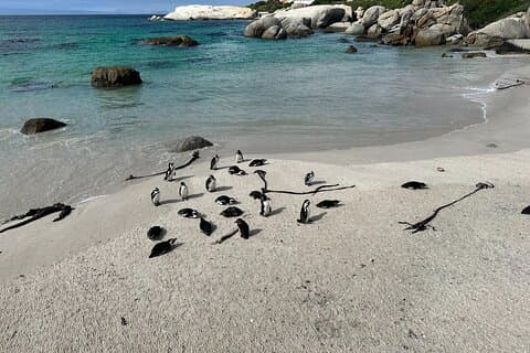 Penguins og Cape of Good Hope Privat tur Inkludert