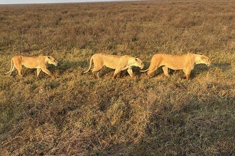 3 Dagen Nyerere Nationaal Park vanuit Dar ES Salaam of Zanzibar