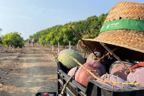 Excursão Tropical: Avocado & Mango Farm - Pequeno grupo e degustação
