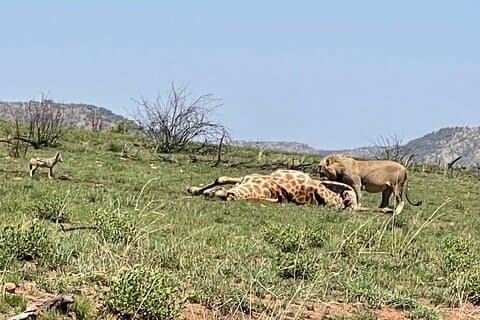 Pilanesberg Big 5 Private Open Back kjøretøy Safari Game Drive