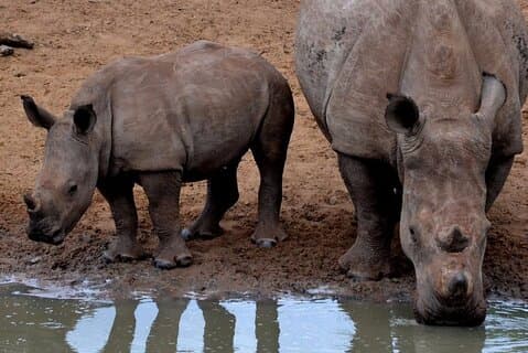 3 - デイサファリアドベンチャーフルーウェとイシマンガリソ湿地公園