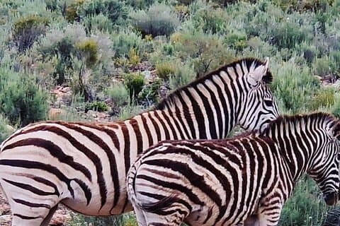 Cape Town Big Five Game Reserve Drive avec déjeuner